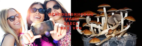 прущие грибы Беломорск